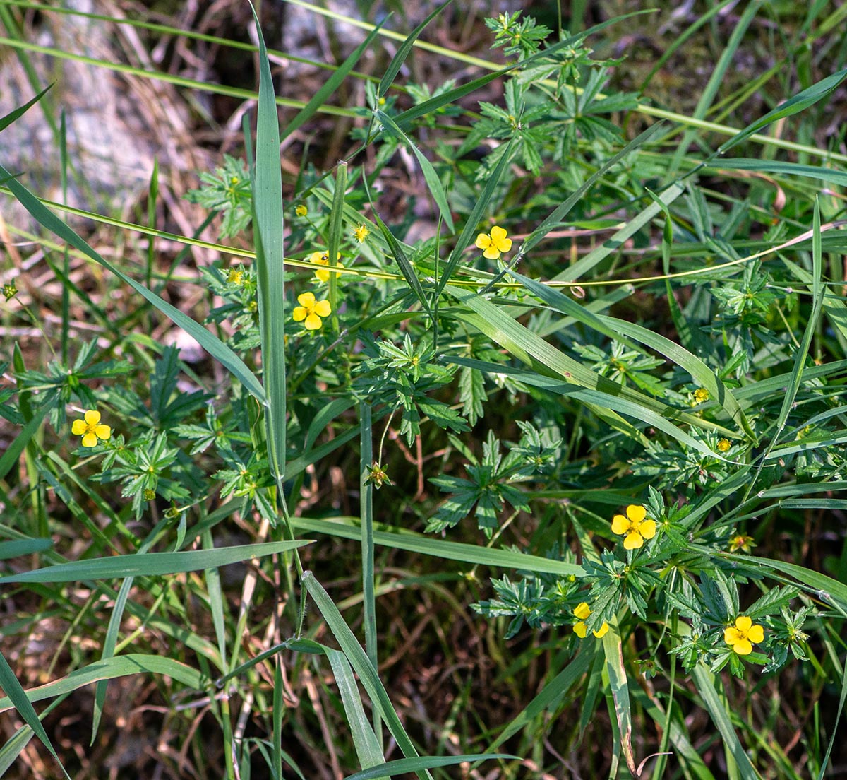 Habitus
